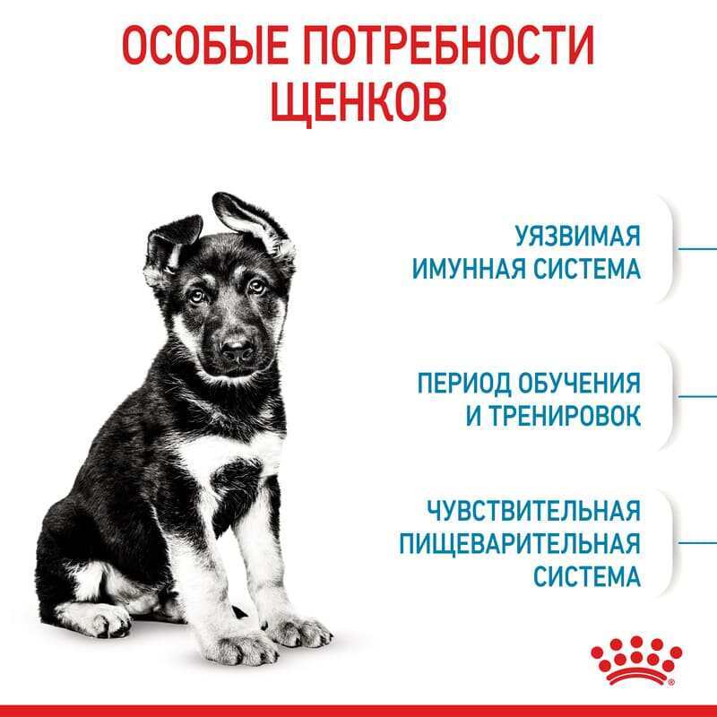 Royal Canin (Роял Канин) Maxi Puppy - Сухой корм для щенков от 2 до 15 месяцев (4 кг) в E-ZOO