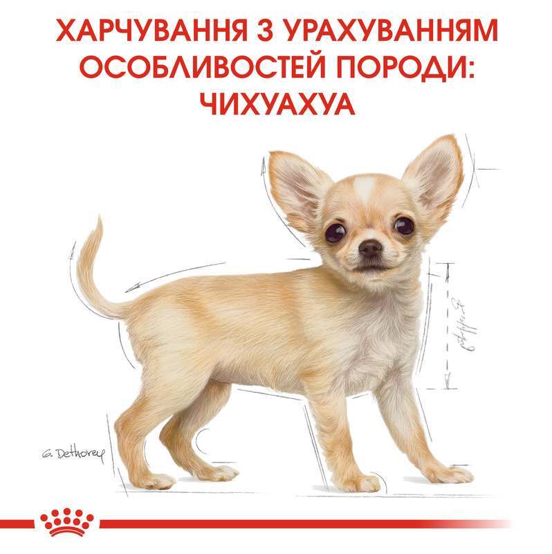 Royal Canin (Роял Канин) Chihuahua Puppy - Сухой корм с мясом птицы для щенков Чихуахуа (500 г + Starter Kit!) в E-ZOO