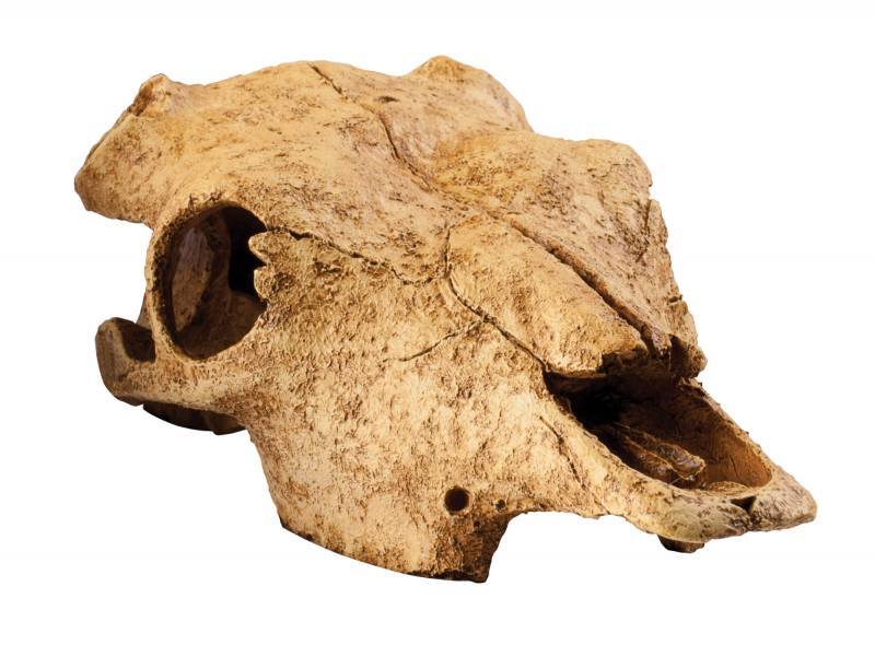 Exo Terra (Екзо Терра) Buffalo Skull - Декорація укриття Череп бика (24x14x9 см) в E-ZOO
