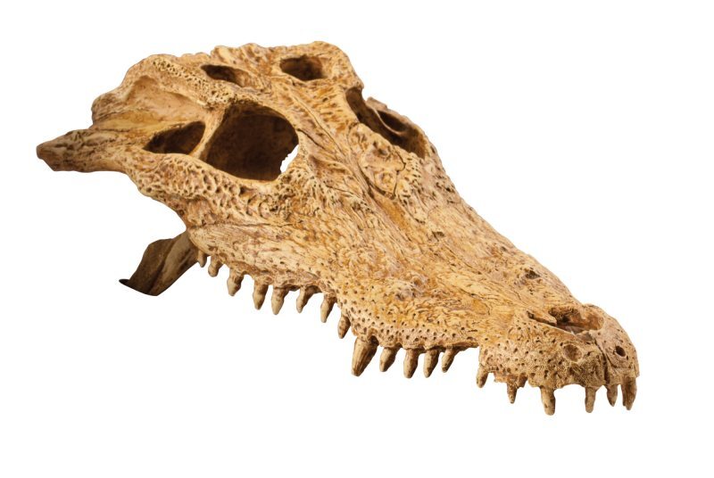 Exo Terra (Экзо Терра) Crocodile Skull - Декорация укрытие Череп крокодила (23x17x7,5 см) в E-ZOO