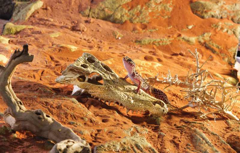 Exo Terra (Екзо Терра) Crocodile Skull - Декорація укриття Череп крокодила (23x17x7,5 см) в E-ZOO