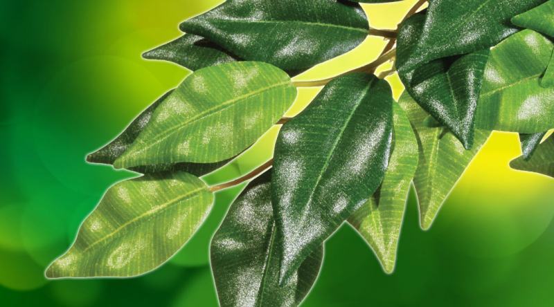 Exo Terra (Екзо Терра) Silk Plant Ficus - Декоративна рослина для тераріуму з шовку (55 см) в E-ZOO