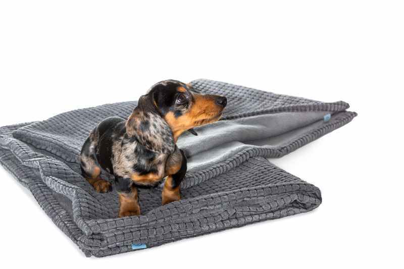 HARLEY & CHO (Харли энд Чо) Blanket - Плед флисовый для собак и котов (65х95 см) в E-ZOO