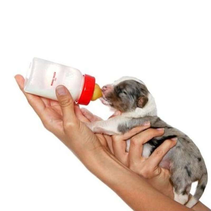 Royal Canin (Роял Канін) Puppy PRO Tech - Замінник молока для цуценят (додаток до молозива) (300 г) в E-ZOO