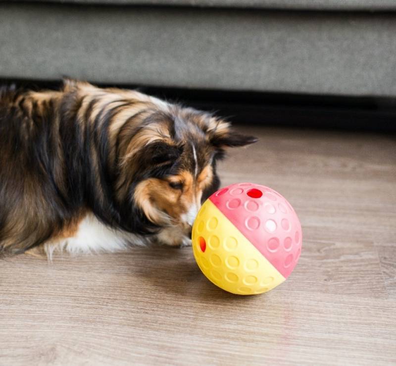 Nina Ottosson (Ніна Оттоссон) Treat Tumble - Іграшка для собак Тріт Тамбл м'яч для ласощів (L) в E-ZOO