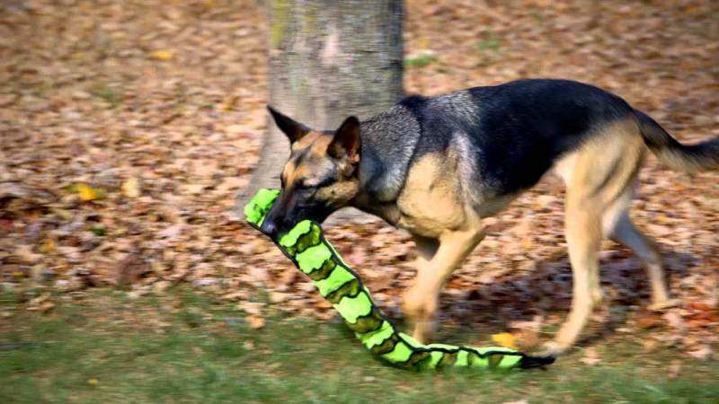 Outward Hound (Аутвард Хаунд) Invincibles Snakes - Іграшка-пищалка для собак Непереможна змія (12,7х178 см) в E-ZOO