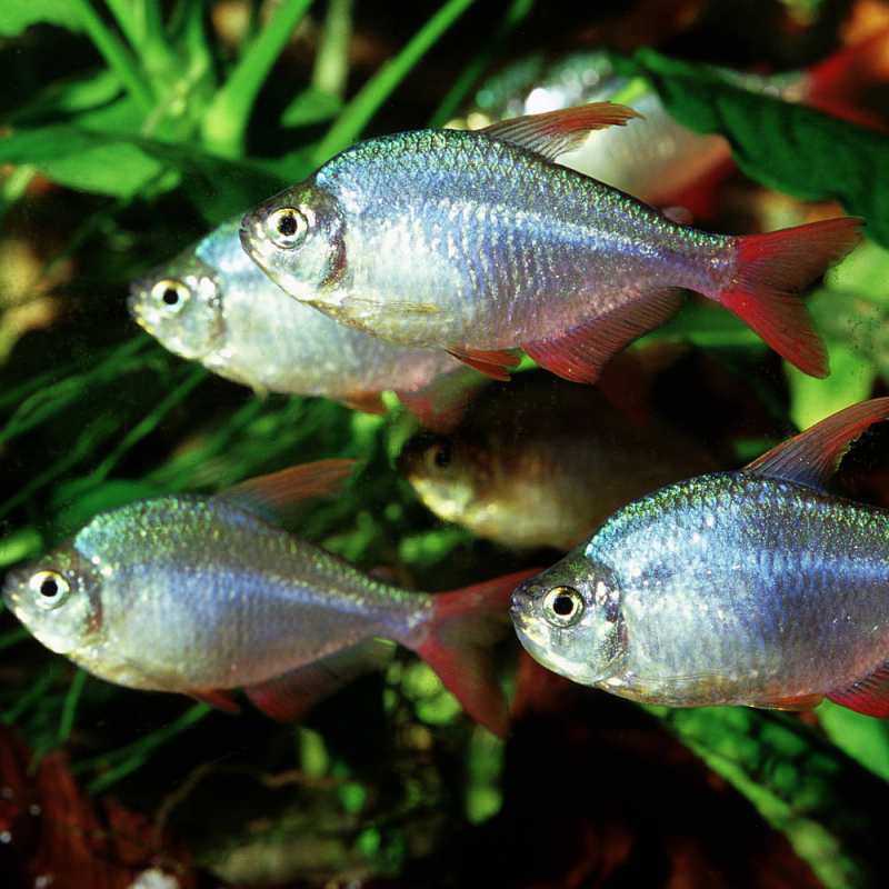 JBL (ДжіБіЕль) NovoGranoColor - Основний корм для яскравого забарвлення середніх і великих акваріумних риб (гранули) (250 мл) в E-ZOO