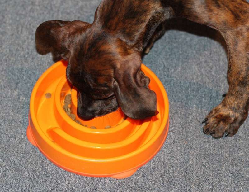 Outward Hound (Аутвард Хаунд) Fun Feeder Slo-Bowl Swirl - Неслизька миска-лабіринт Вир для повільного годування собак (M) в E-ZOO