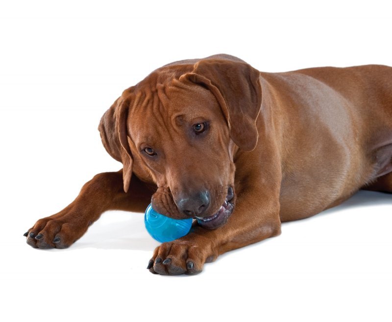Petstages (Петстейджес) Orka Tennis Ball – Игрушка для собак Орка Тенисный мяч (6 см) в E-ZOO