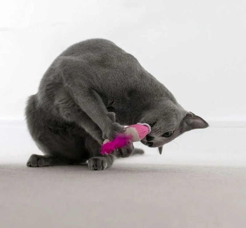 Petstages (Петстейджес) Dental Shrimpies – Игрушки для котов, в форме креветок (Комплект) в E-ZOO