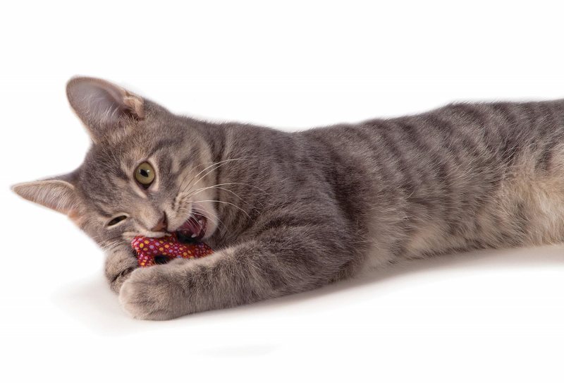 Petstages (Петстейджес) Catnip Plaque Pretzel – Іграшка Крендель для котів з котячою м'ятою (7 см) в E-ZOO