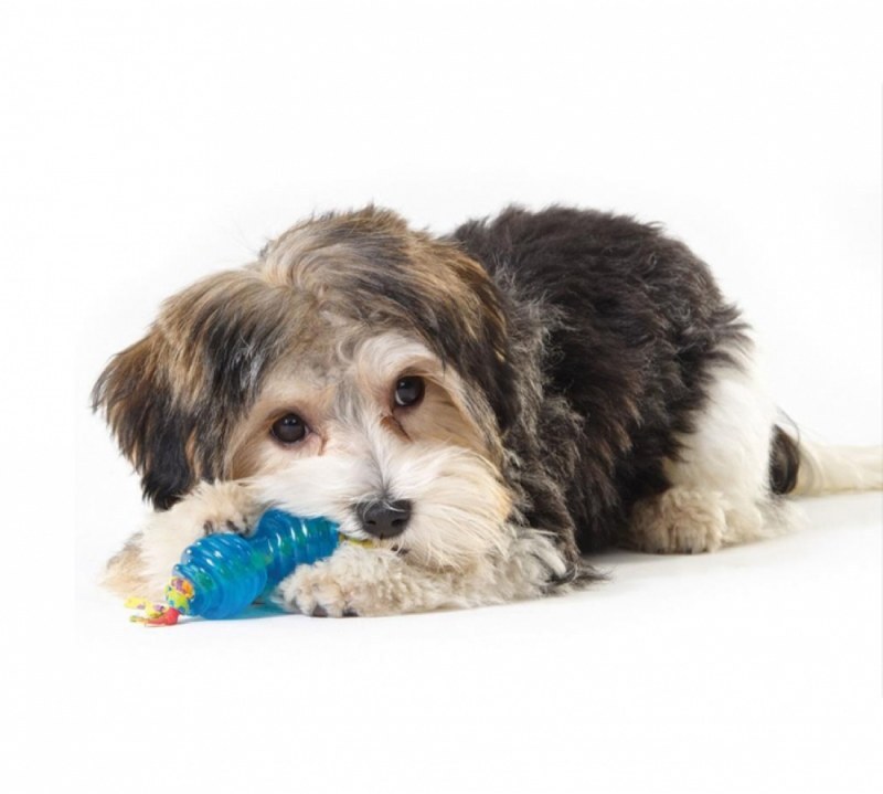Petstages (Петстейджес) Orka Chew Pair – Набір іграшок для собак, міні кісточка і гантель (Комплект) в E-ZOO