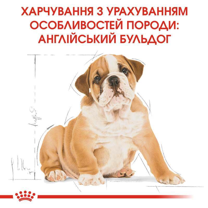 Royal Canin (Роял Канін) Bulldog Puppy - Сухий корм для цуценят бульдога (12 кг) в E-ZOO