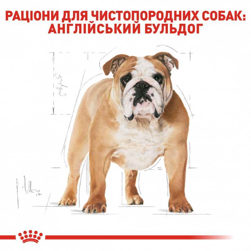 Royal Canin (Роял Канін) Bulldog 24 Adult - Сухий корм для дорослих бульдогів (12 кг) в E-ZOO