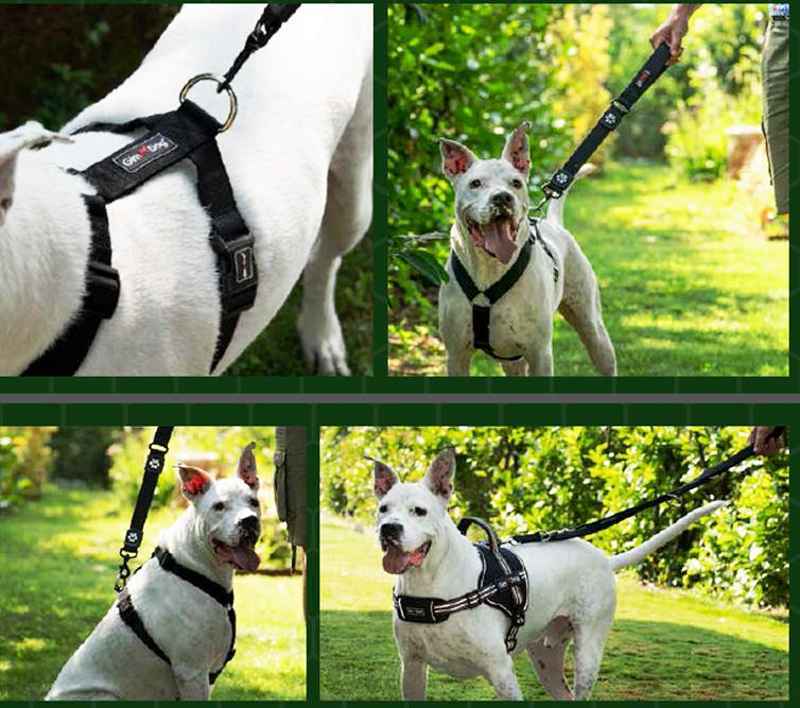 GimDog (ДжимДог) Harlem Bungee Leashes – Короткий поводок для собак с амортизирующим эластичным поясом (3,8х55 см) в E-ZOO
