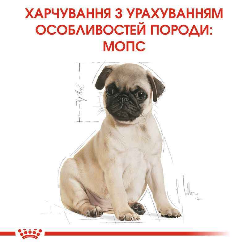Royal Canin (Роял Канин) Pug Puppy - Сухой корм с мясом птицы для щенков породы мопс (1,5 кг) в E-ZOO