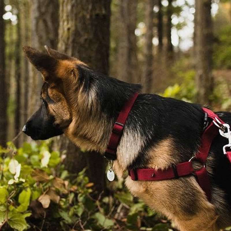 Coastal (Костал) New Earth Soy Dog Harness - Екошлея соева для собак (1,6х40,6-60 см) в E-ZOO