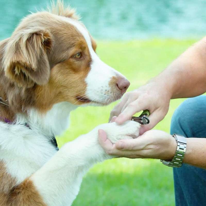 Safari (Сафари) Guillotine Dog Nail Trimmer - Когтерез-гильотина для собак и котов в E-ZOO