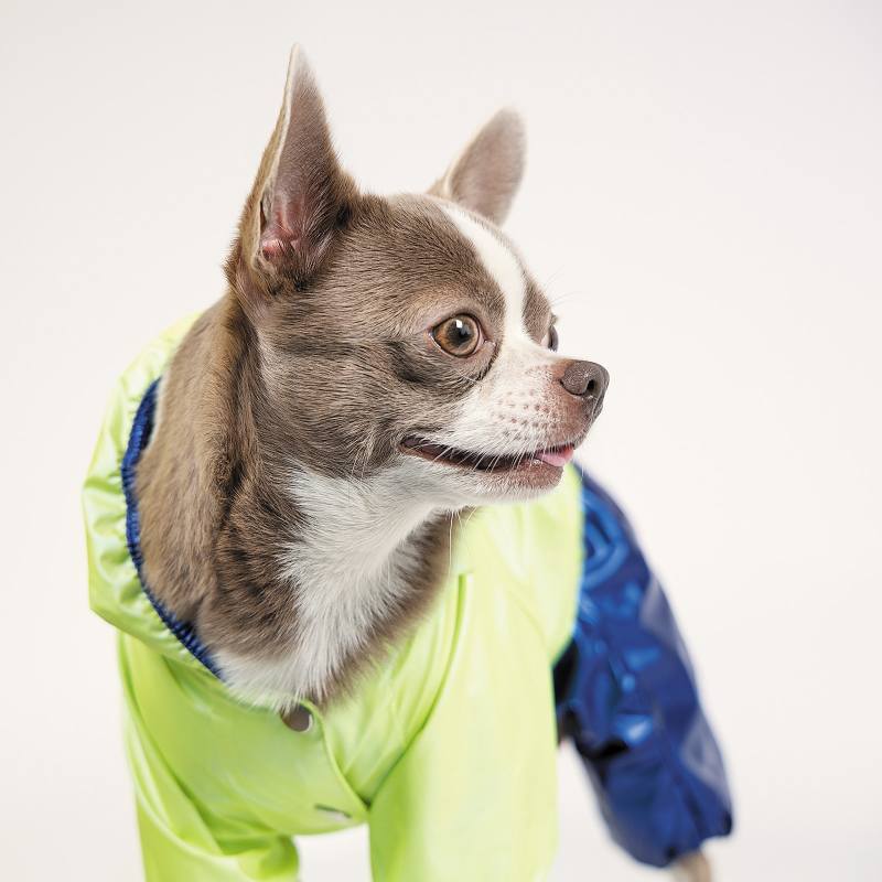 Pet Fashion (Пет Фешн) The Mood Pulse - Дождевик для собак (зеленый/синий) (XS (23-26 см)) в E-ZOO