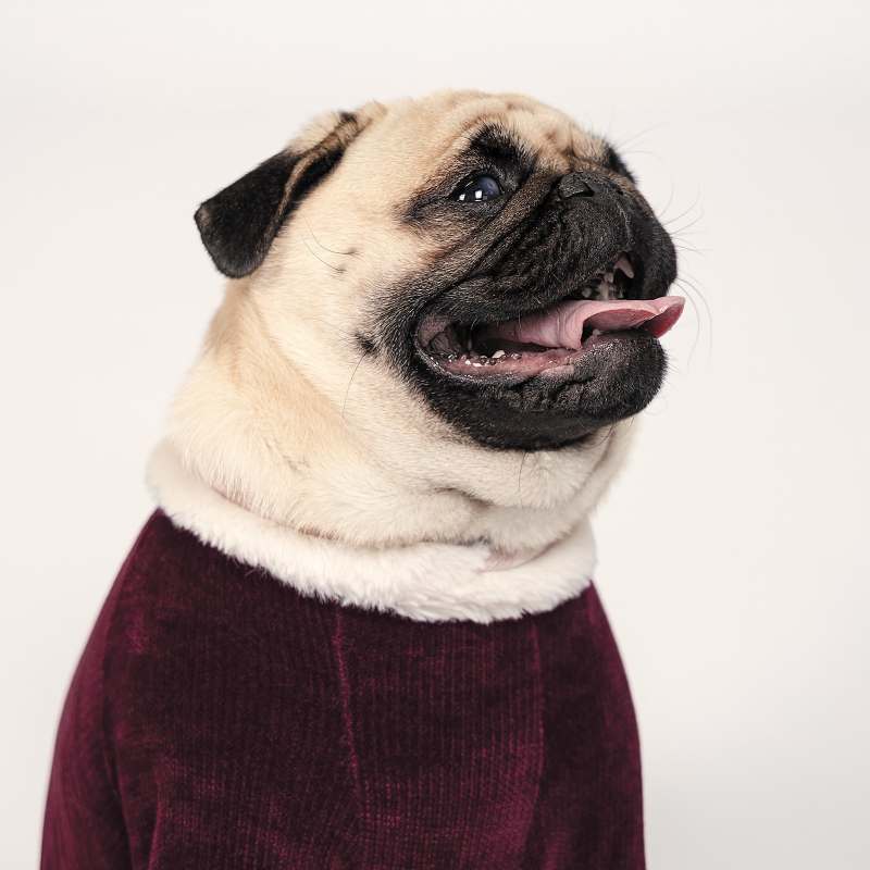 Pet Fashion (Пет Фешн) The Mood Spell - Костюм для собак (бордовый) (XS (23-26 см)) в E-ZOO