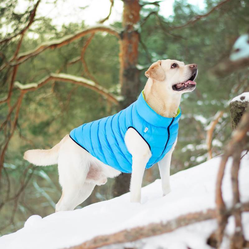 Collar (Коллар) AiryVest - Двусторонняя курточка для собак (салатовая/голубая) (XS22 (20-22 см)) в E-ZOO
