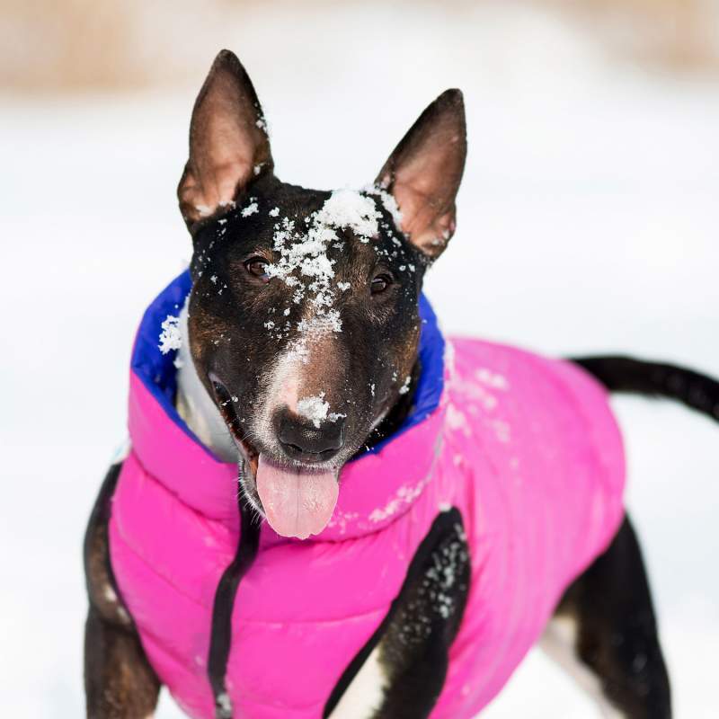 Collar (Коллар) AiryVest - Двустороння курточка для собак (рожева/фіолетова) (L65 (62-65 см)) в E-ZOO