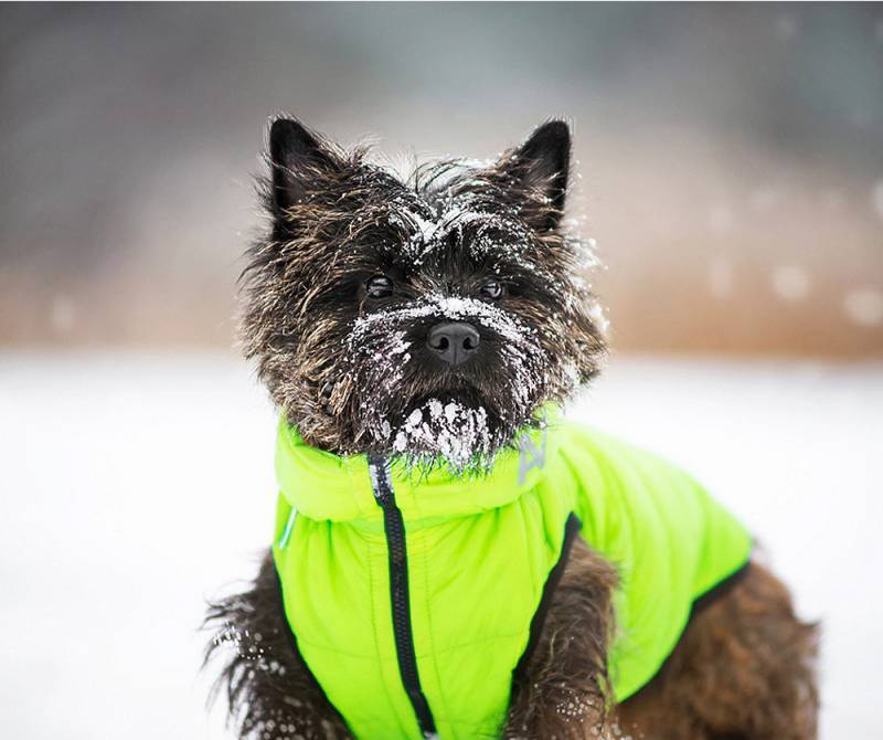Collar (Коллар) AiryVest - Двусторонняя курточка для собак (салатовая/черная) (S30 (27-30 см)) в E-ZOO