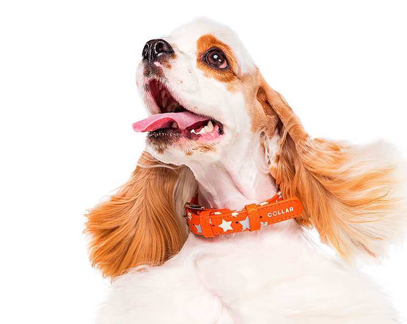 Collar (Коллар) Waudog Glamour – Ошейник кожаный с QR паспортом для собак, узор "Звёздочка" светящийся/светоотражающий (1,2x19-25 см) в E-ZOO