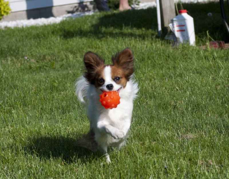 Jolly Pets (Джоллі Петс) JUMPER – Іграшка м'яч для ласощів Джампер для собак (10 см) в E-ZOO