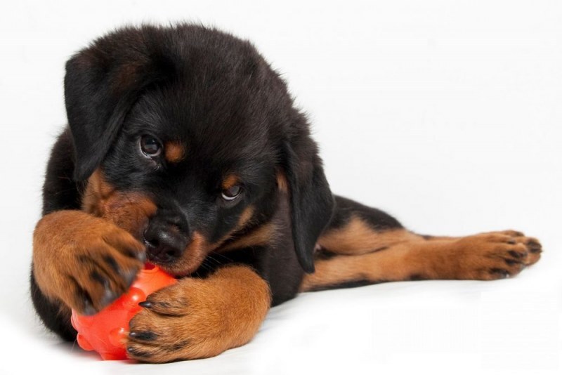 Jolly Pets (Джоллі Петс) JUMPER – Іграшка м'яч для ласощів Джампер для собак (10 см) в E-ZOO