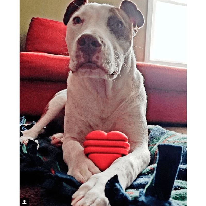 SodaPup (Сода Пап) Rubber Heart – Жувальна іграшка-диспенсер Серце для ласощів з суперміцного матеріалу для собак (L) в E-ZOO