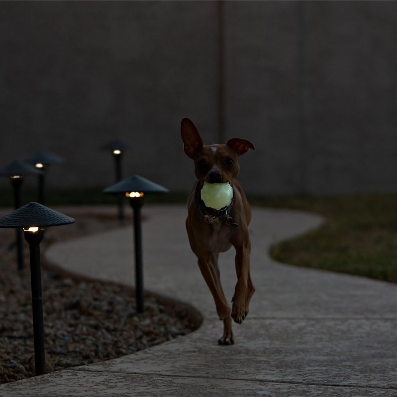 Jolly Pets (Джолли Пэтс) JUMPER GLOW – Игрушка-мяч для лакомств Джампер для собак светящийся (7,5 см) в E-ZOO