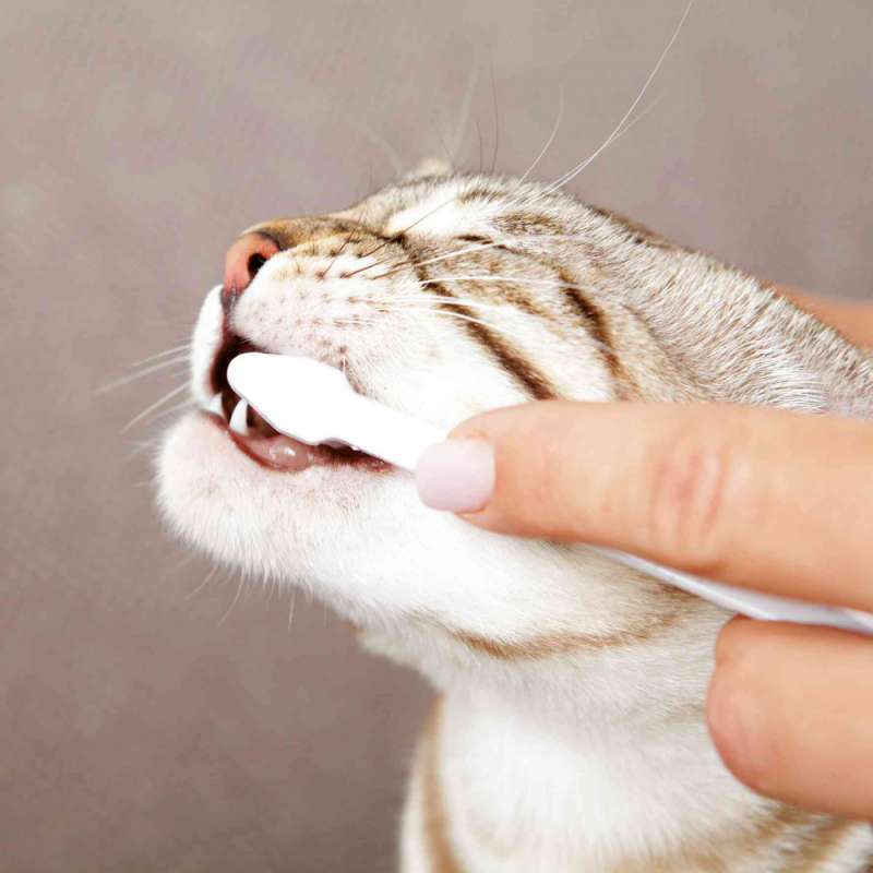 Trixie (Трикси) Набор для гигиены полости рта кошек (Комплект) в E-ZOO