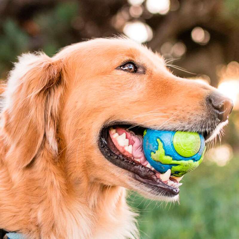 Planet Dog (Планет Дог) Orbee Ball – Игрушка Орби Болл мяч для собак (5,5 см) в E-ZOO