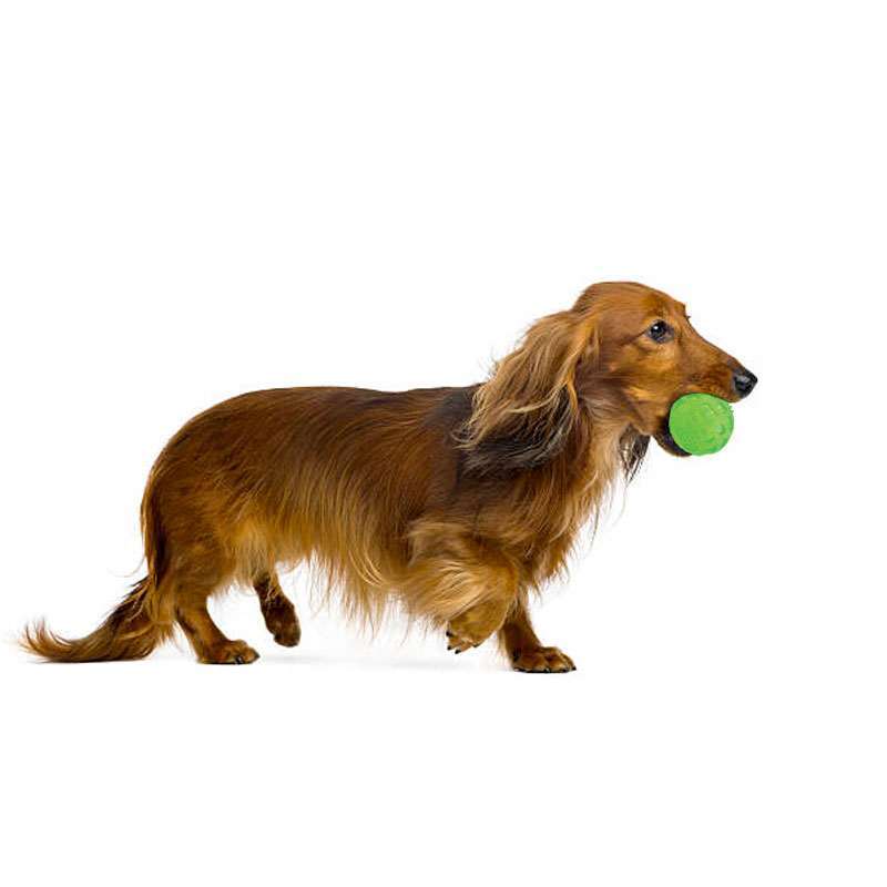 M-Pets (М-Петс) Squeaky Ball Toy – Игрушка мячик для собак с пищалкой (6,3 см) в E-ZOO