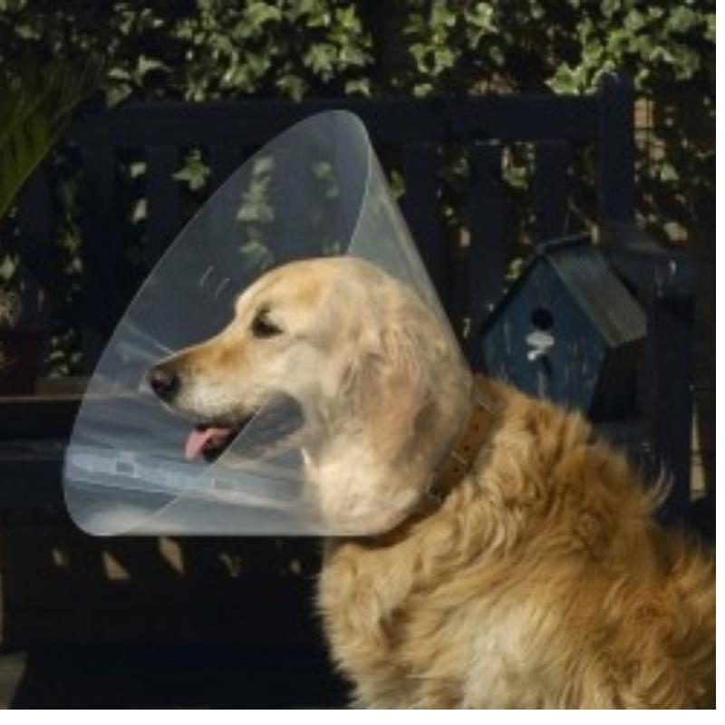 Collar (Коллар) Dog Exterme - Ветеринарний комір для собак і кішок (S) в E-ZOO