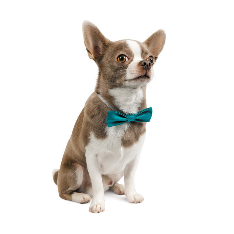 Pet Fashion (Пет Фешн) Say Yes Joy – Бабочка для собак с регулировкой размера (бирюза) (XS-M (28-48 см)) в E-ZOO