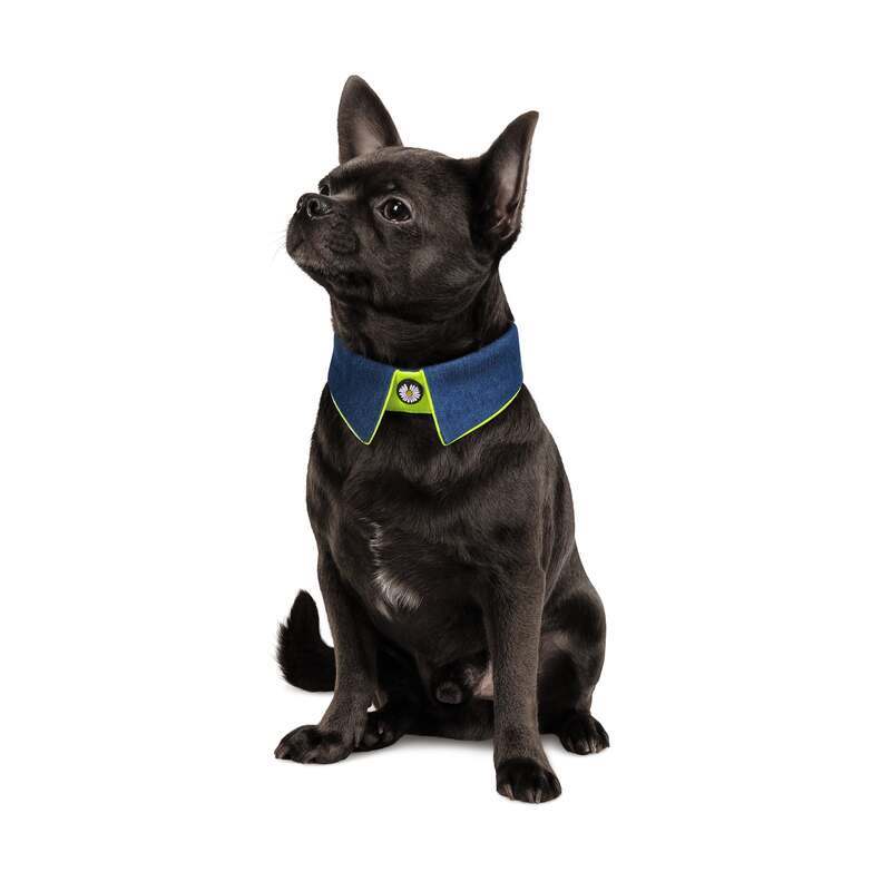 Pet Fashion (Пет Фешн) Say Yes Bright – Воротничок для собак с регулировкой размера (синий) (XS-XS-2 (28-39 см)) в E-ZOO