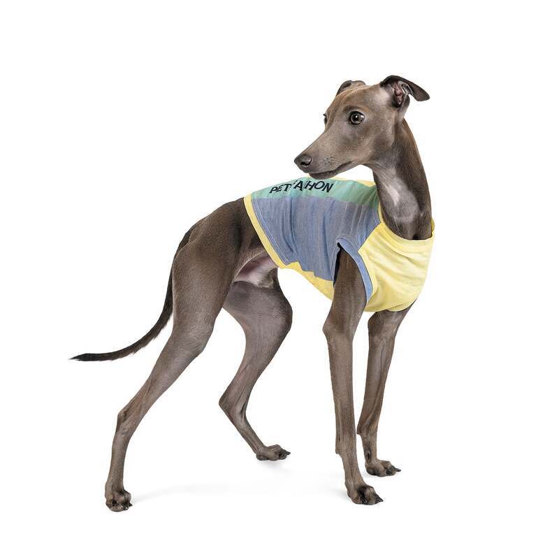 Pet Fashion (Пет Фешн) Say Yes Sea Sand - Борцовка для собак (желто-сине-зеленая) (XS (23-25 см)) в E-ZOO