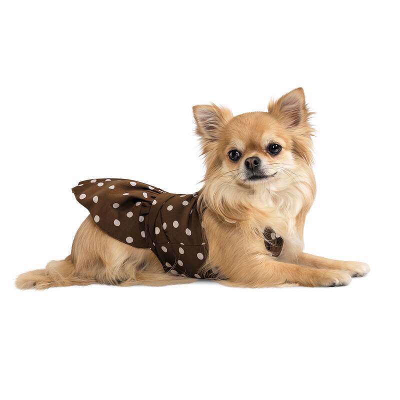 Pet Fashion (Пет Фешн) Say Yes Flirt - Сукня для собак (коричнева) (XXS (20-22 см)) в E-ZOO