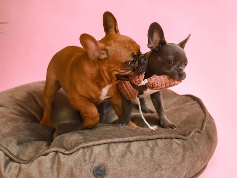 HARLEY & CHO (Харли энд Чо) Мягкая игрушка Сосисочки для собак (72х4 см) в E-ZOO