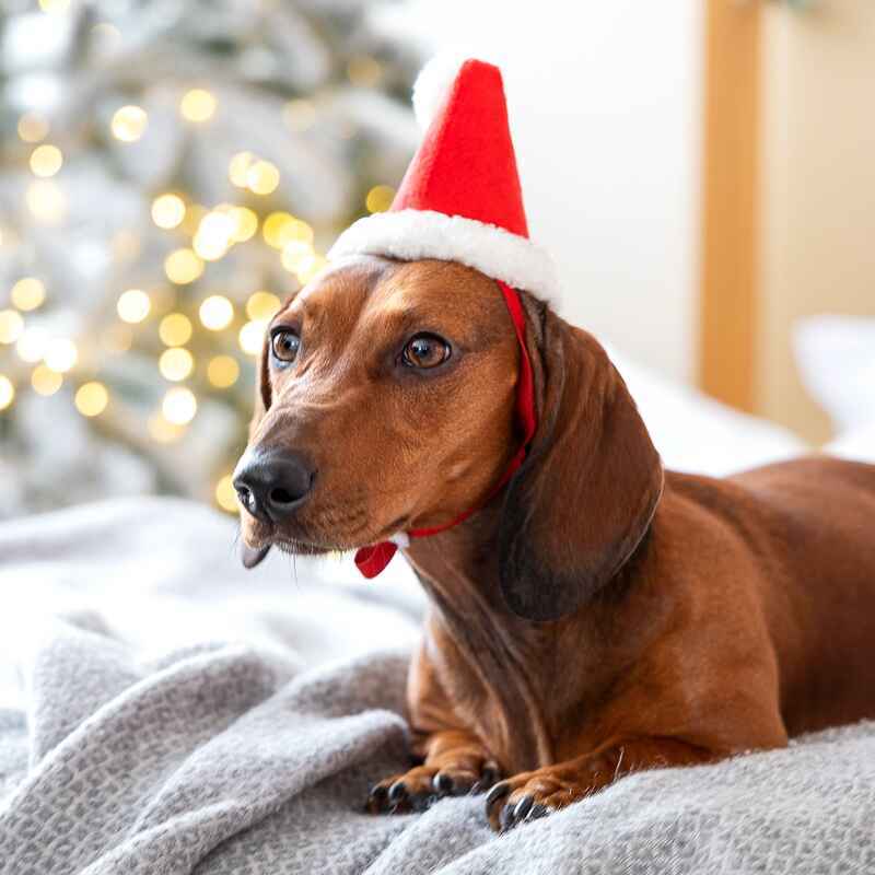 Pet Fashion (Пет Фешн) New Year – Новогодний колпак для собак (красный) (XS) в E-ZOO