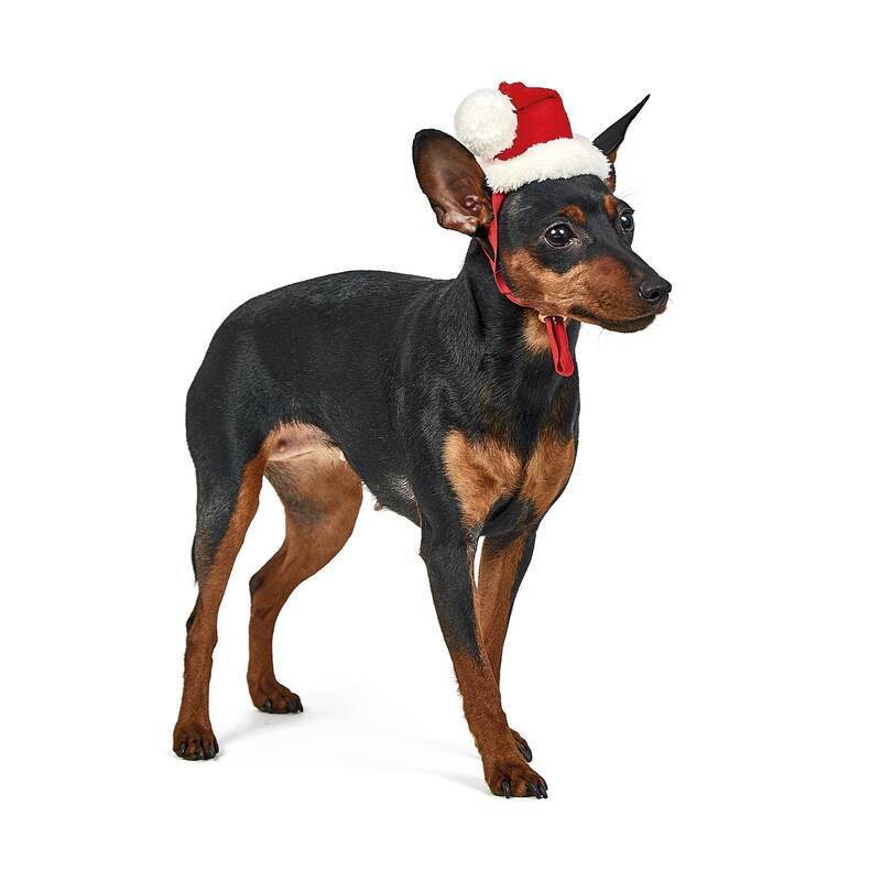Pet Fashion (Пет Фешн) New Year – Новорічний ковпак для собак (червоний) (XS) в E-ZOO