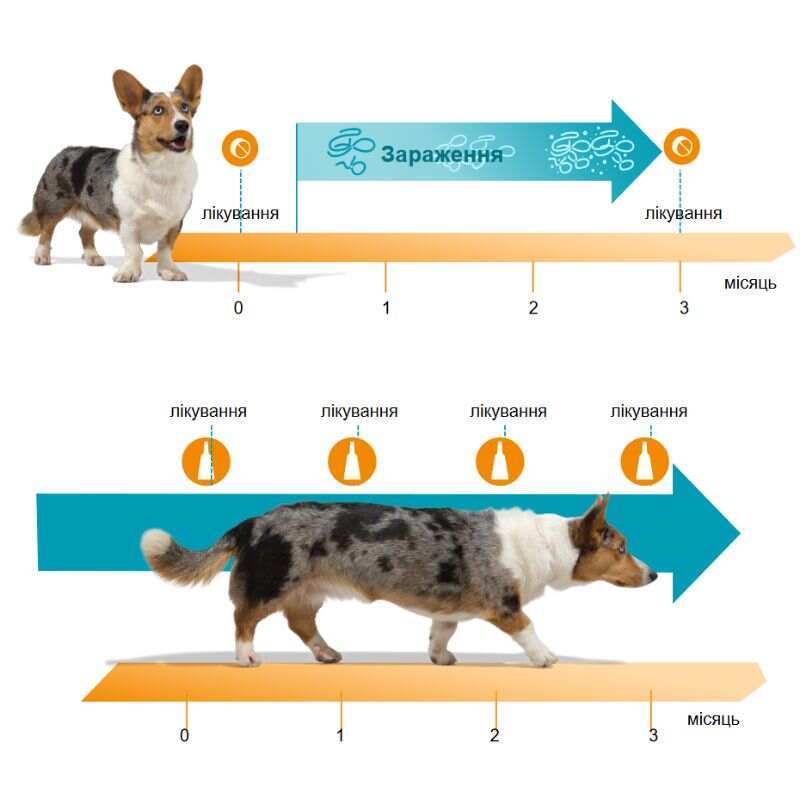 KRKA (КРКА) Prinocate Dog - Противопаразитарные капли Принокат на холку от блох, клещей и гельминтов для собак (1 пипетка) (< 4 кг) в E-ZOO