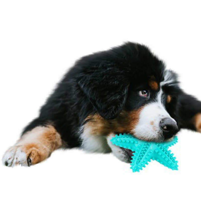 Bronzedog (Бронздог) PetFun - Игрушка Морская звезда с пищалкой для собак (16,5х16х4,1см) в E-ZOO