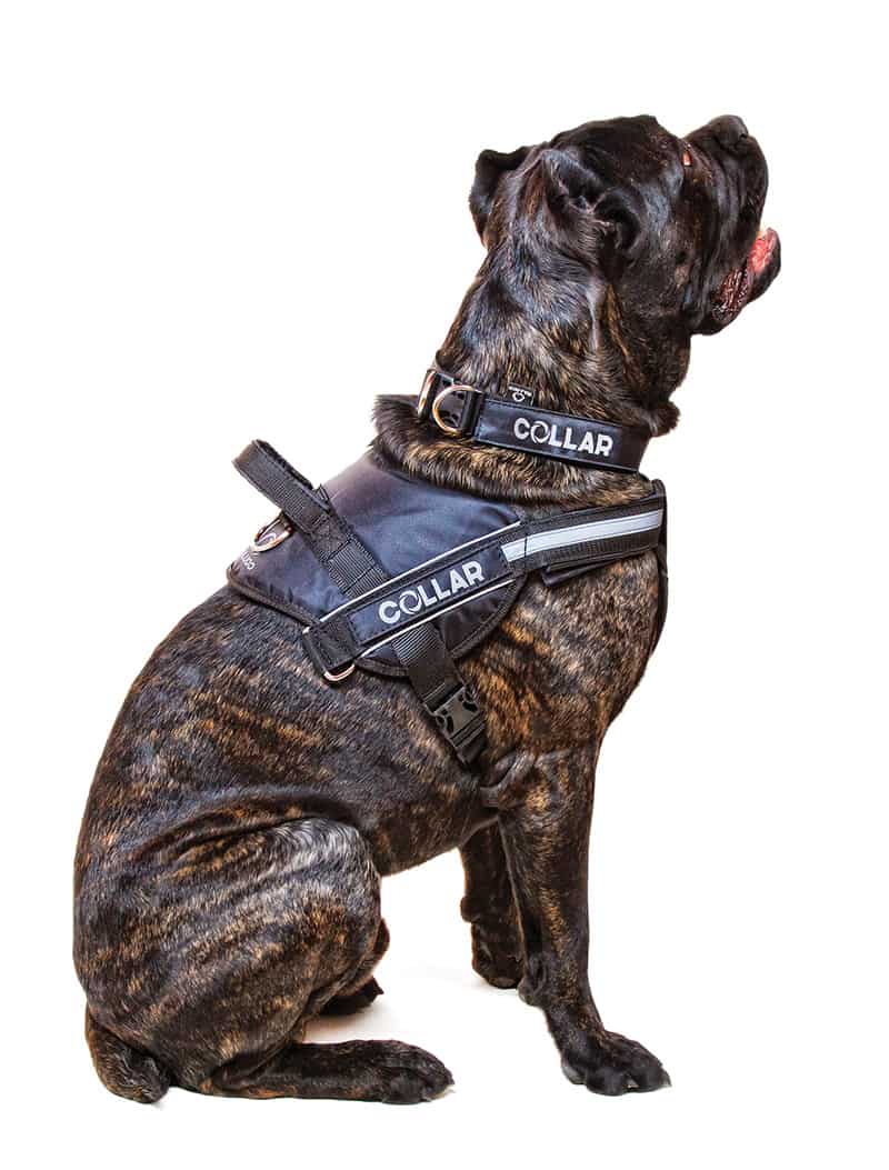 Collar (Коллар) DogExtremе Police – Шлея для собак со сменной надписью - Фото 10
