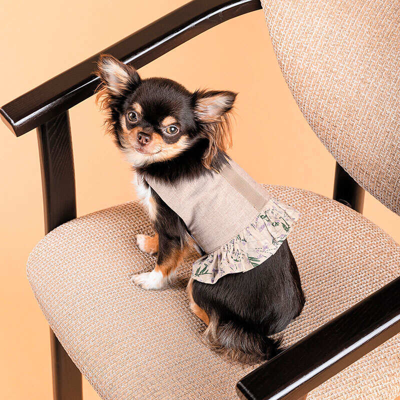 Pet Fashion (Пет Фешн) Nika - Шлея-плаття світло-сіре Ніка для собак-дівчаток (S (27х29 см)) в E-ZOO