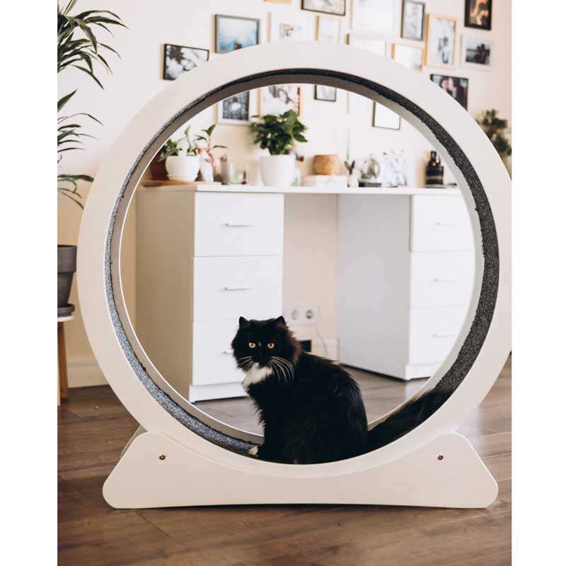 Not only pets (Нот онли петс) - Беговое колесо для кошек (100х22х104 см) в E-ZOO