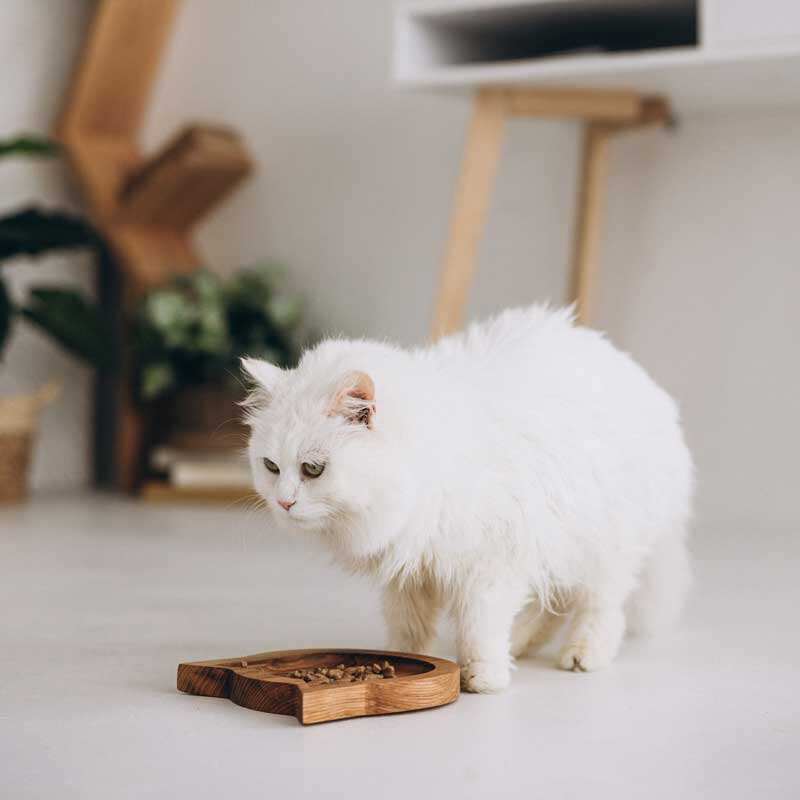 Not only pets (Нот онлі петс) - Миска дерев'яна плоска для котів (245 мл) в E-ZOO