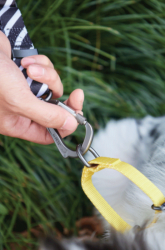 M-Pets Wild Safari Regular Leash Dog - Поводок с принтом сафари для средних и крупных пород собак (L-XL (2х120 см)) в E-ZOO